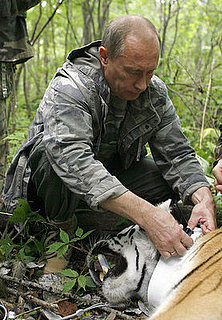 Putin Tranquilizes Tiger, Not Concerned About Tranquilizing EU
