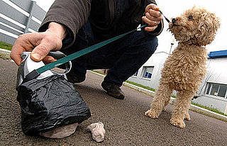Israeli City Using DNA to Stop Doggie-Dropping Disasters 