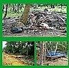 MTV: Destroying the Rain Forest in Reality? 