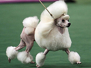 Biggest Headlines of 2008: The Long Tale (Tail?) of the First Puppy-to-Be