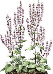 Clary Sage
