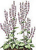 Clary Sage