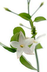 Jasmine