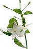 Jasmine