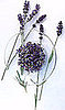 Definition: Lavender