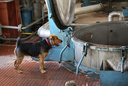 There's that dog again There's that dog again