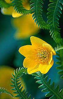 evening primrose oil