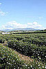 Chanel No 5 Tour of Grasse, France Jasmine Flower Fields