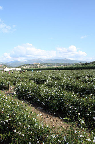 Chanel No 5 Tour of Grasse, France Jasmine Flower Fields