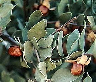 Jojoba Oil