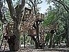 Toy Box: At Home in the Trees