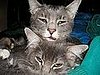 Rivalry between two cats