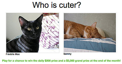 Have You Played "Which Pet Is Cuter?" for Money Yet?!
