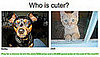 Have You Played "Which Pet Is Cuter?" for Money Yet?!