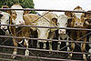 Study Shows Cow Herds Face North