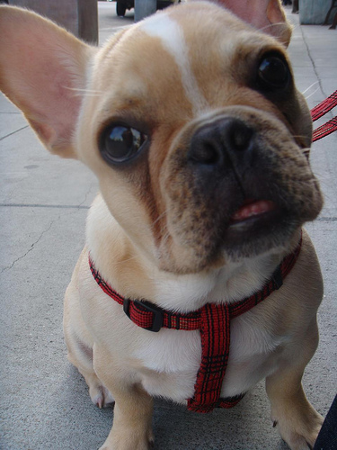 Has Your Pet Ever Won a Competition?