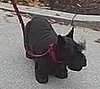 Barney's Barking, Biting Mad as His First Dog Term Ends Soon