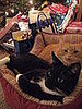 Do Tell: Do Your Pets Gravitate to the Tree? 