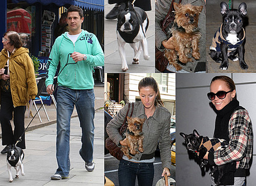 Pop Poll on Your Favourite Dog out of Jeremy Edwards' Molly, Christina Ricci's Ramon and Gisele Bundchen's furry friend