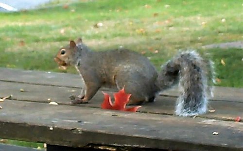 Those Cute Little Squirrels....