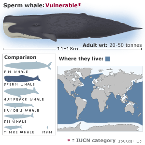 Sperm Whale Habitat