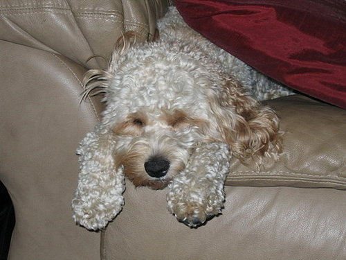 Sleepy Sammy