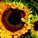 Sunflo