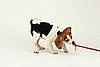 Fit Tip: Get a Dog Exercise Buddy