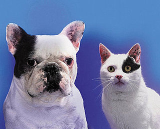 Fact or Fiction: Can You Catch a Cold From Your Pet?