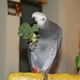 Bibi the bird