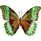 Ernies Butterfly Ernies Butterfly