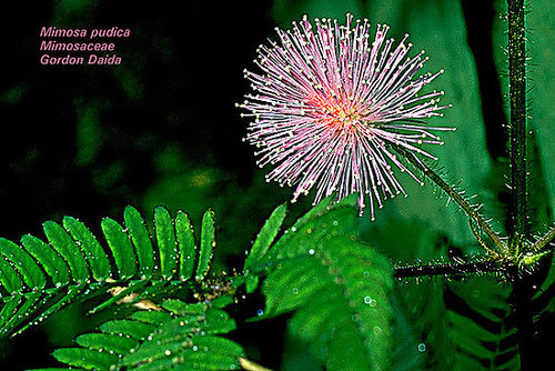 TickleMe Plant
