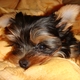 esthersim