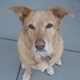 caseydog
