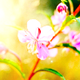 SumSpringlove5