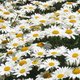 beautiful daisy beautiful daisy