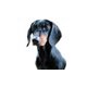 moddog moddog