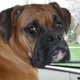 boxerwomanb