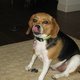 BellaBeagle BellaBeagle