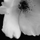 pomloplum