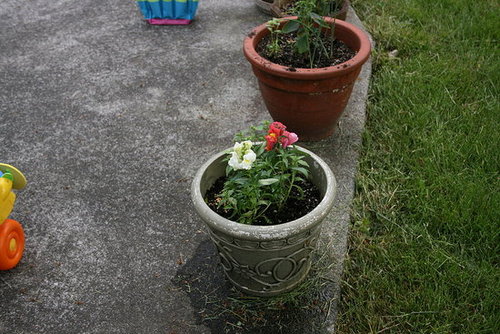 Garden 6.2.08