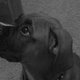 boxermom1