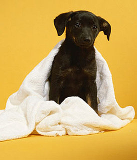 Give Back: Empty Your Linen Closet For Pets' Sake!