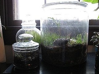 DIY: Terrarium