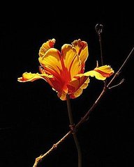 Name This Flower Name This Flower
