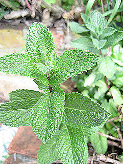 Name This Plant