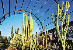 In the News: A Makeover For Phoenix's Botanical Garden In the News: A Makeover For Phoenix's Botanical Garden