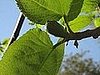 Name This Plant