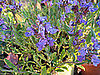 Name This Plant