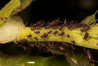 How-To: Homemade Aphid Spray
